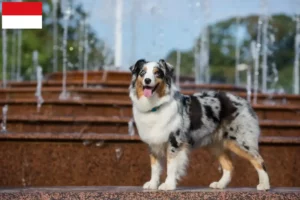 Lire la suite à propos de l’article Éleveurs de bergers australiens et chiots à Vienne