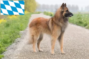 Lire la suite à propos de l’article Éleveurs de bergers belges et chiots en Bavière