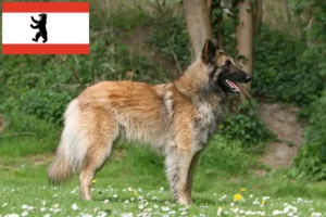 Lire la suite à propos de l’article Éleveurs de bergers belges et chiots à Berlin