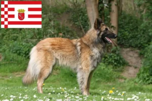 Lire la suite à propos de l’article Éleveurs de bergers belges et chiots à Brême