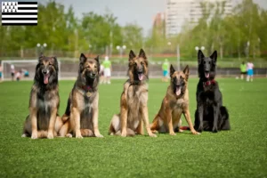 Lire la suite à propos de l’article Éleveurs de bergers belges et chiots en Bretagne