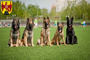 Lire la suite à propos de l’article Éleveurs de bergers belges et chiots dans le Burgenland