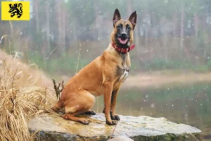 Lire la suite à propos de l’article Éleveurs de bergers belges et chiots en Flandre
