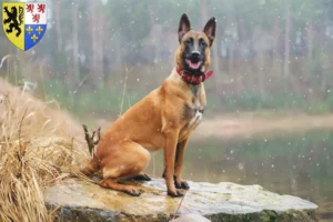 Lire la suite à propos de l’article Éleveurs de bergers belges et chiots en Hauts-de-France