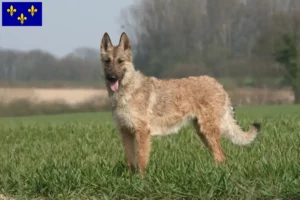 Lire la suite à propos de l’article Éleveurs de bergers belges et chiots en Île-de-France