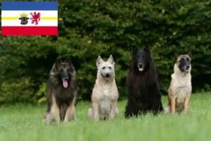 Lire la suite à propos de l’article Éleveurs de bergers belges et chiots dans le Mecklembourg-Poméranie occidentale