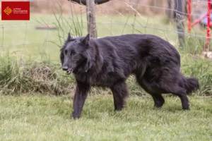 Lire la suite à propos de l’article Éleveurs de bergers belges et chiots en Occitanie