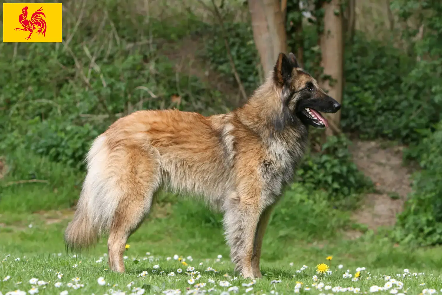 Berger belge chiots et éleveurs Région wallonne Ici vous trouverez des éleveurs de Bergers Belges en Région Wallonne.