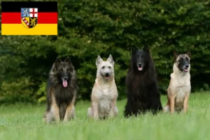 Lire la suite à propos de l’article Éleveurs de bergers belges et chiots en Sarre