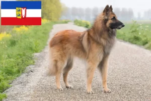 Lire la suite à propos de l’article Berger belge éleveurs et chiots dans le Schleswig-Holstein