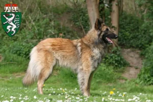 Lire la suite à propos de l’article Éleveurs de bergers belges et chiots en Styrie