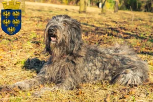 Lire la suite à propos de l’article Chien de berger bergamasque éleveurs et chiots en Basse-Autriche