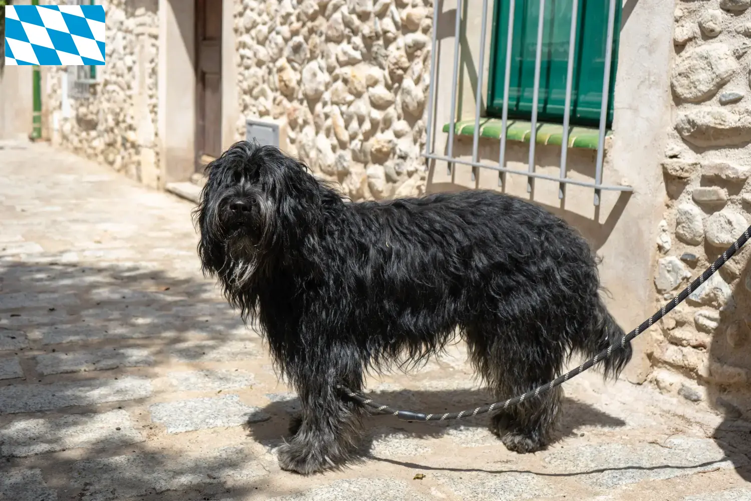 Chien berger bergamasque chiots et éleveurs Bavière Ici, tu trouveras des éleveurs de chiens de berger bergamasques en Bavière.
