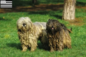 Lire la suite à propos de l’article Éleveurs de chiens de berger bergamasques et chiots en Bretagne