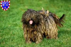 Lire la suite à propos de l’article Éleveurs de chiens de berger bergamasques et chiots en Centre-Val de Loire
