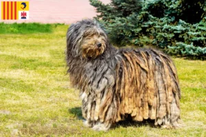 Lire la suite à propos de l’article Éleveurs de chiens de berger bergamasques et chiots en Provence-Alpes-Côte d’Azur