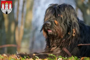Lire la suite à propos de l’article Éleveurs de bergers bergamasques et chiots à Salzbourg