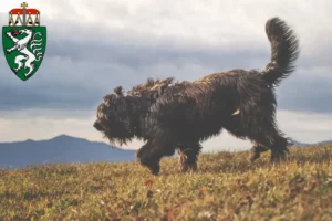Lire la suite à propos de l’article Chien de berger bergamasque éleveurs et chiots en Styrie