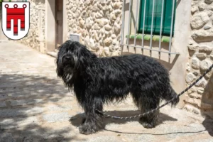 Lire la suite à propos de l’article Éleveurs de chiens de berger bergamasques et chiots dans le Vorarlberg