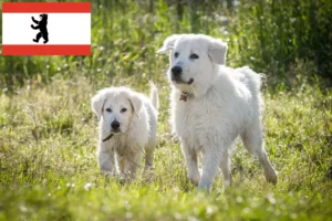 Lire la suite à propos de l’article Éleveurs de bergers de la Maremme et des Abruzzes et chiots à Berlin