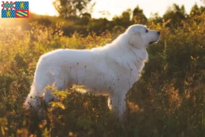 Lire la suite à propos de l’article Éleveurs de bergers de la Maremme et des Abruzzes et chiots en Bourgogne-Franche-Comté