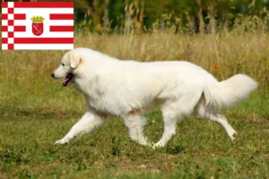 Lire la suite à propos de l’article Éleveurs de bergers de la Maremme et des Abruzzes et chiots à Brême