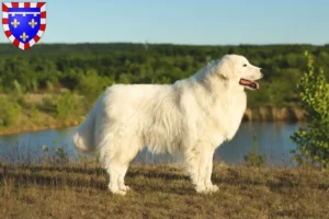 Lire la suite à propos de l’article Éleveurs de bergers de la Maremme et des Abruzzes et chiots en Centre-Val de Loire