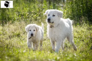 Lire la suite à propos de l’article Éleveurs de bergers de la Maremme et des Abruzzes et chiots en Corse