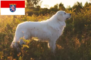 Lire la suite à propos de l’article Éleveurs de bergers de la Maremme et des Abruzzes et chiots en Hesse