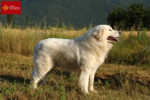 Lire la suite à propos de l’article Éleveurs de bergers de la Maremme et des Abruzzes et chiots en Occitanie
