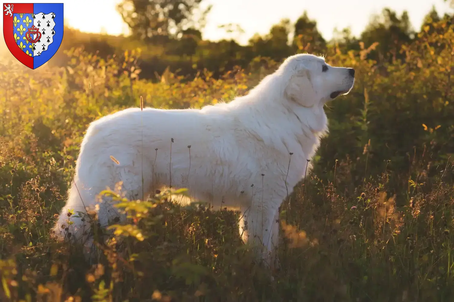 Berger d'Abruzzes de la Maremme chiots et éleveurs Pays de la Loire Ici tu trouves des éleveurs de chiens de berger de la Maremme et des Abruzzes en Pays de la Loire.