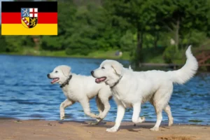 Lire la suite à propos de l’article Éleveurs de bergers de la Maremme et des Abruzzes et chiots en Sarre
