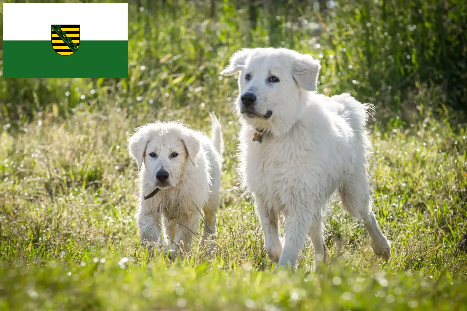 Berger de la Maremme et des Abruzzes Chiots et éleveurs Saxe Ici, tu trouveras des éleveurs de chiens de berger de la Maremme et des Abruzzes en Saxe.