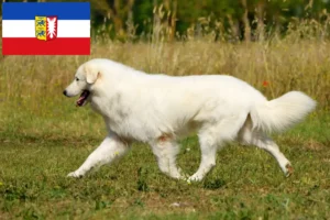 Lire la suite à propos de l’article Éleveurs de bergers de la Maremme et des Abruzzes et chiots dans le Schleswig-Holstein