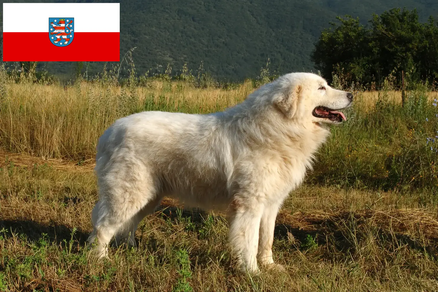 Berger de la Maremme et des Abruzzes chiots et éleveurs Thuringe Ici, tu trouveras des éleveurs de chiens de berger de la Maremme et des Abruzzes en Thuringe.