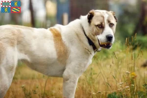 Lire la suite à propos de l’article Éleveurs de bergers d’Asie centrale et chiots en Bourgogne-Franche-Comté