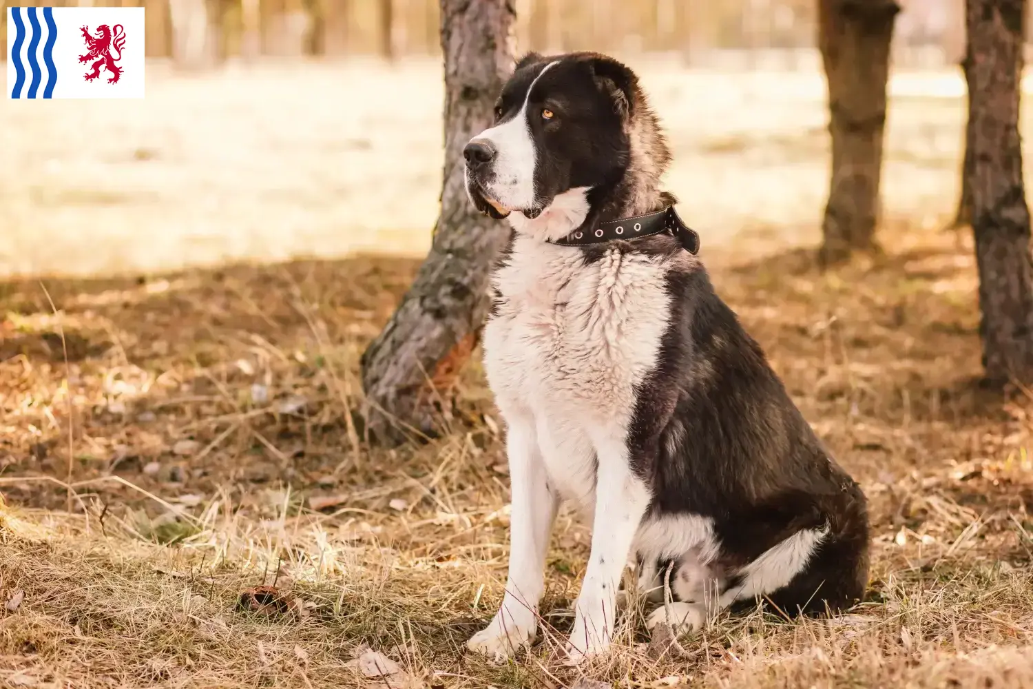 Berger d'Asie centrale chiots et éleveurs Nouvelle-Aquitaine Ici tu trouves des éleveurs de chiens de berger d'Asie centrale en Nouvelle-Aquitaine.