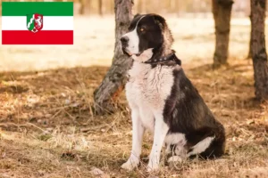 Lire la suite à propos de l’article Berger d’Asie centrale éleveurs et chiots en Rhénanie du Nord-Westphalie