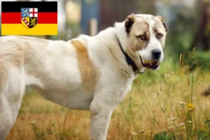 Lire la suite à propos de l’article Éleveurs de bergers d’Asie centrale et chiots en Sarre