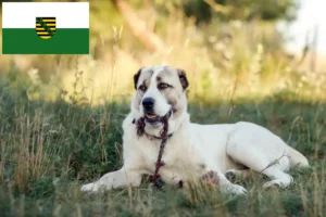Lire la suite à propos de l’article Berger d’Asie centrale éleveurs et chiots en Saxe