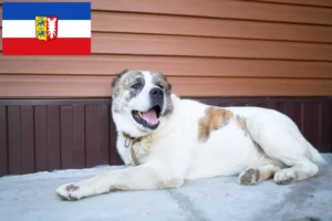 Lire la suite à propos de l’article Berger d’Asie centrale éleveurs et chiots dans le Schleswig-Holstein