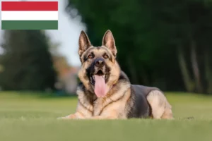 Lire la suite à propos de l’article Éleveurs de bergers d’Europe de l’Est et chiots en Hongrie