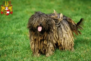 Lire la suite à propos de l’article Éleveurs de bergers bergamasques et chiots en Carinthie