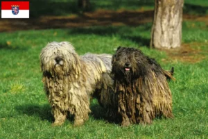 Lire la suite à propos de l’article Chien berger bergamasque éleveurs et chiots en Hesse