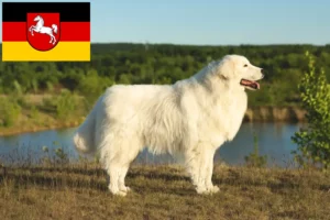 Lire la suite à propos de l’article Éleveurs de bergers de la Maremme et des Abruzzes et chiots en Basse-Saxe