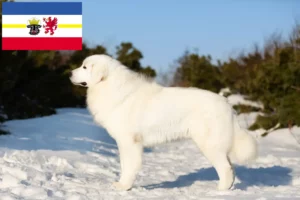 Lire la suite à propos de l’article Éleveurs de bergers de la Maremme et des Abruzzes et chiots dans le Mecklembourg-Poméranie occidentale