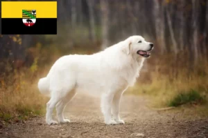 Lire la suite à propos de l’article Éleveurs de bergers de la Maremme et des Abruzzes et chiots en Saxe-Anhalt