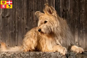 Lire la suite à propos de l’article Berger de Picardie Éleveurs et chiots en Auvergne-Rhône-Alpes