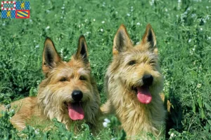 Lire la suite à propos de l’article Berger de Picardie éleveurs et chiots en Bourgogne-Franche-Comté