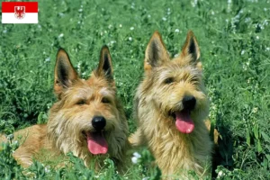 Lire la suite à propos de l’article Berger de Picardie Éleveurs et chiots dans le Brandebourg